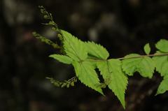 Veronica urticifolia