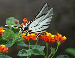 Protographium epidaus fenochionis