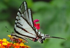 Protographium epidaus fenochionis
