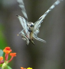 Protographium epidaus fenochionis