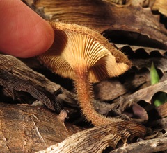 Lentinus stuppeus