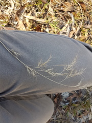 Aristida benthamii