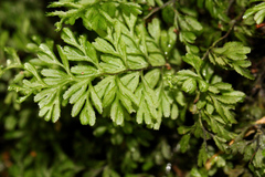 Hymenophyllum cupressiforme