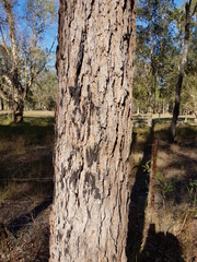 Corymbia trachyphloia