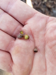 Corymbia trachyphloia