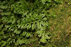 Hymenophyllum cupressiforme