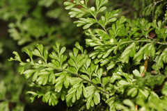 Hymenophyllum cupressiforme