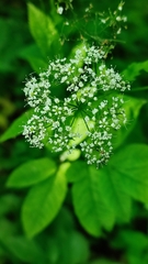 Chaerophyllum aromaticum