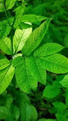 Chaerophyllum aromaticum