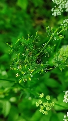 Chaerophyllum aromaticum