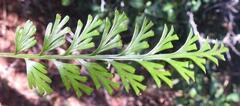 Asplenium theciferum