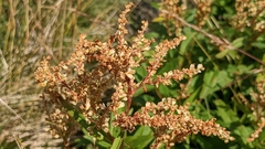Koenigia alpina