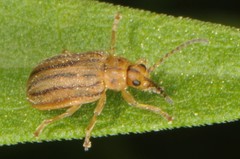 Ophraella conferta