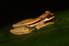 Dendropsophus rhodopeplus