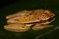 Dendropsophus rhodopeplus
