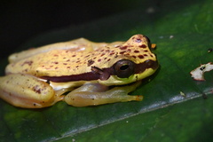 Dendropsophus rhodopeplus