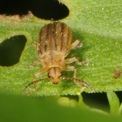 Ophraella conferta