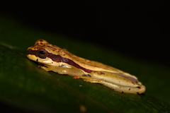 Dendropsophus rhodopeplus