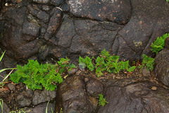 Selaginella imbricata