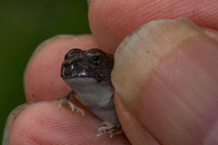 Tomopterna marmorata