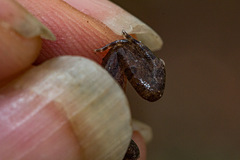 Tomopterna marmorata