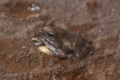 Tomopterna marmorata