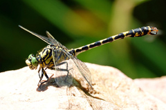 Onychogomphus forcipatus