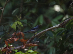 Lalage fimbriata