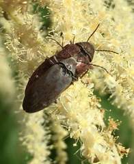 Araeopidius monachus