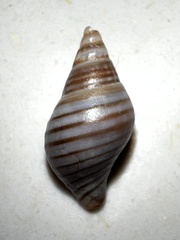 Buccinulum littorinoides