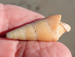 Isara glabra