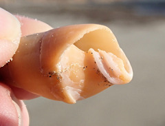 Isara glabra
