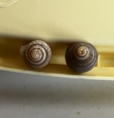 Buccinulum littorinoides