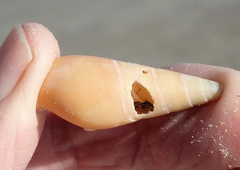 Isara glabra