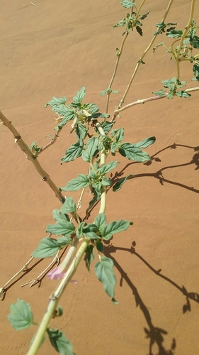Image of Namib Sesame (Sesamum abbreviatum) by no rights reserved