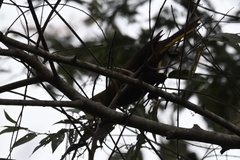 Psarocolius angustifrons