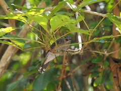 Lalage fimbriata