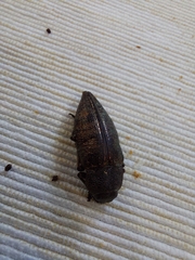 Buprestidae
