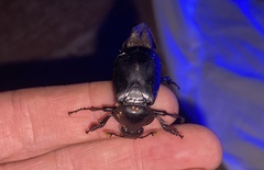 Nicrophorus concolor