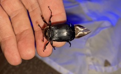 Nicrophorus concolor