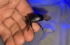 Nicrophorus concolor