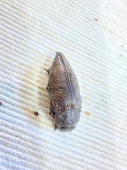 Buprestidae