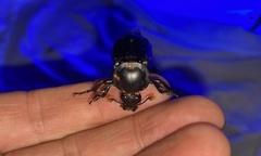Nicrophorus concolor