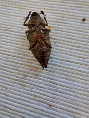 Buprestidae