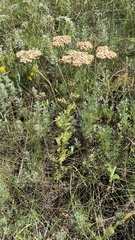 Achillea nobilis