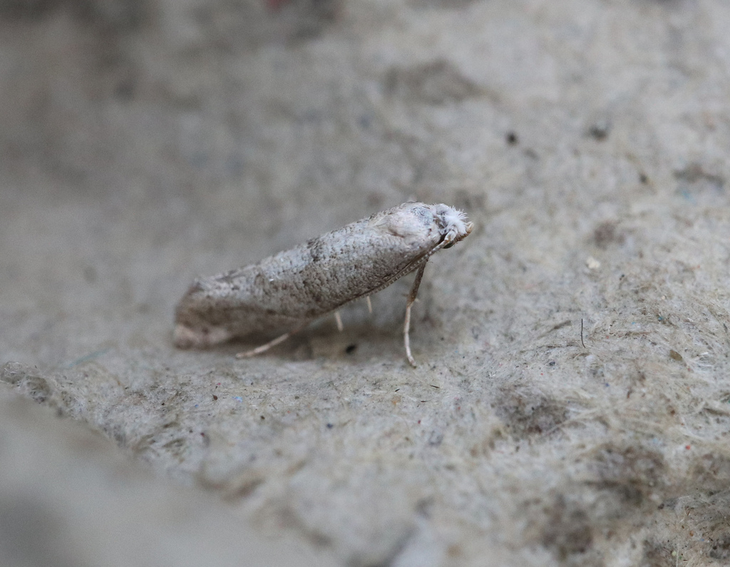 Paraswammerdamia conspersella