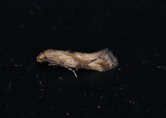 Epermenia illigerella