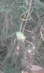 Piezodorus guildinii