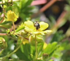 Protosmia rubifloris