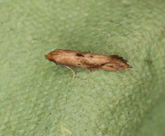 Epermenia illigerella